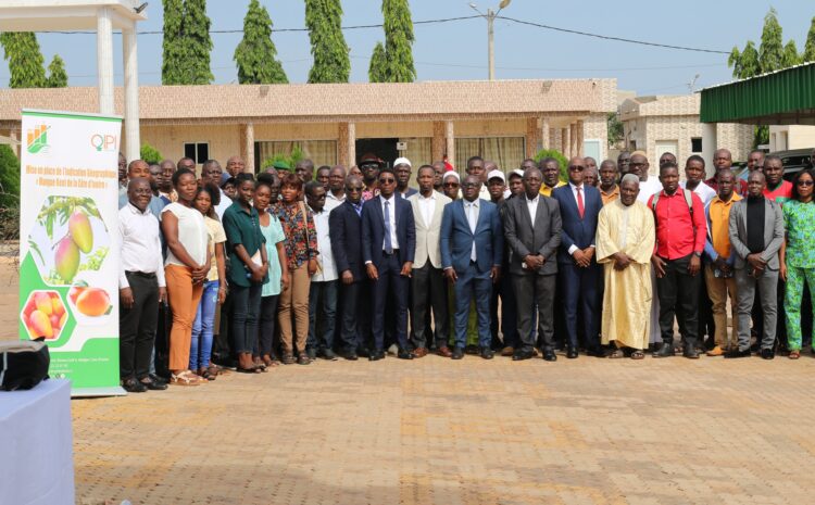  Labellisation de la mangue kent : Korhogo accueille l&rsquo;atelier de formation et de sensibilisation des acteurs de la filière.